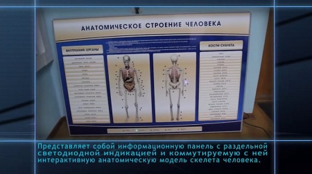 Электрифицированный стенд-тренажер c макетом скелета Zarnitza "Анатомическое строение человека"