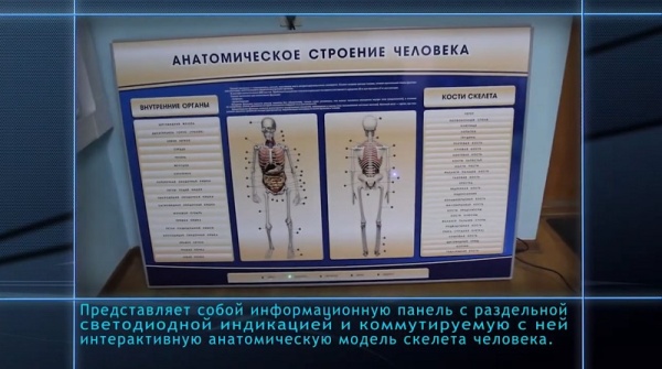 Электрифицированный стенд-тренажер c макетом скелета Zarnitza "Анатомическое строение человека"