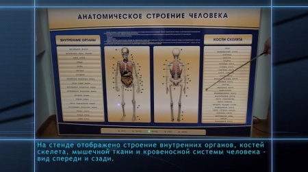 Электрифицированный стенд-тренажер c макетом скелета Zarnitza "Анатомическое строение человека"